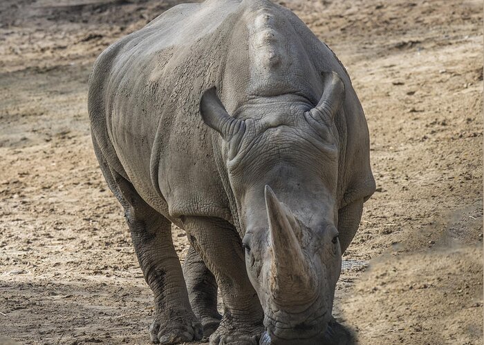 Rhinoceros Greeting Card featuring the photograph Rhino Walking Toward You by William Bitman