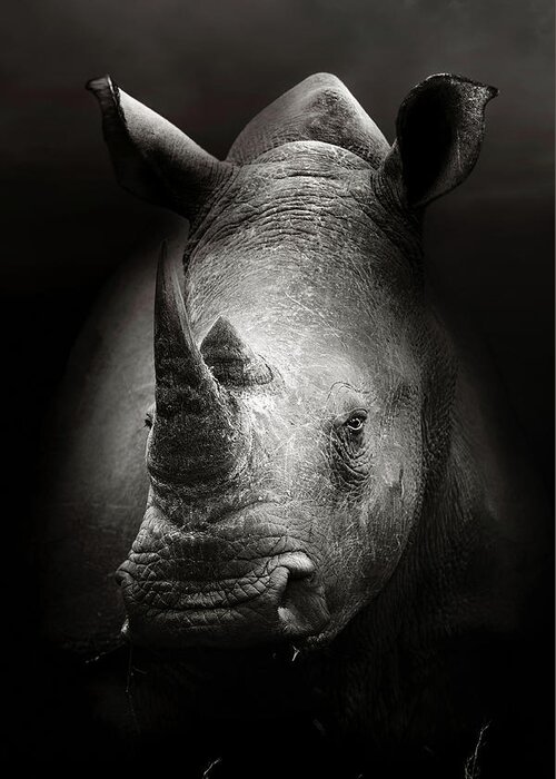 Rhinoceros Greeting Card featuring the photograph Rhinoceros portrait by Johan Swanepoel