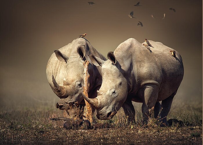 Rhinoceros Greeting Card featuring the photograph Rhino's with birds by Johan Swanepoel