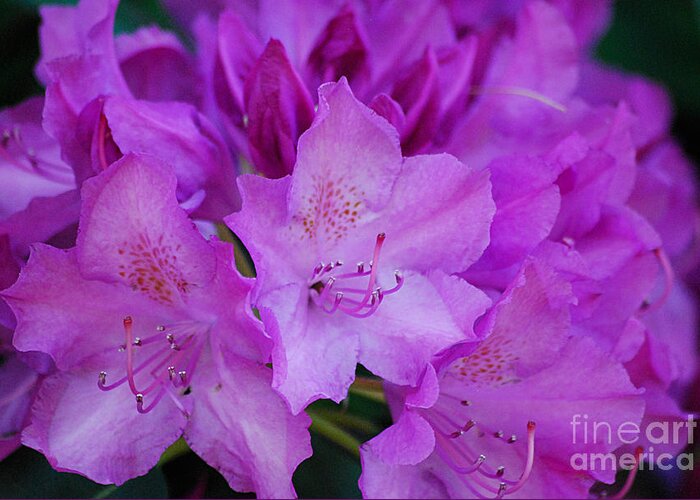 Photography Greeting Card featuring the photograph Rhododendron 20130515a_240 by Tina Hopkins
