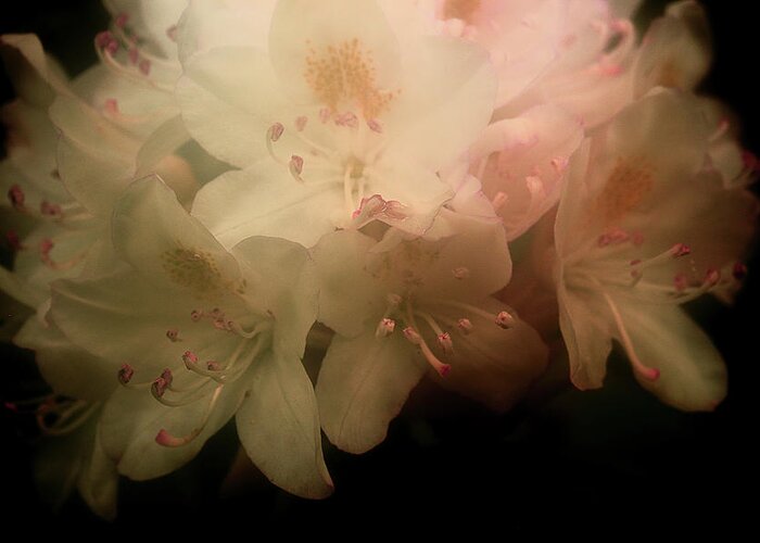 Fresh Rhododendron Greeting Card featuring the photograph Rhododendron 3 by Mike Eingle