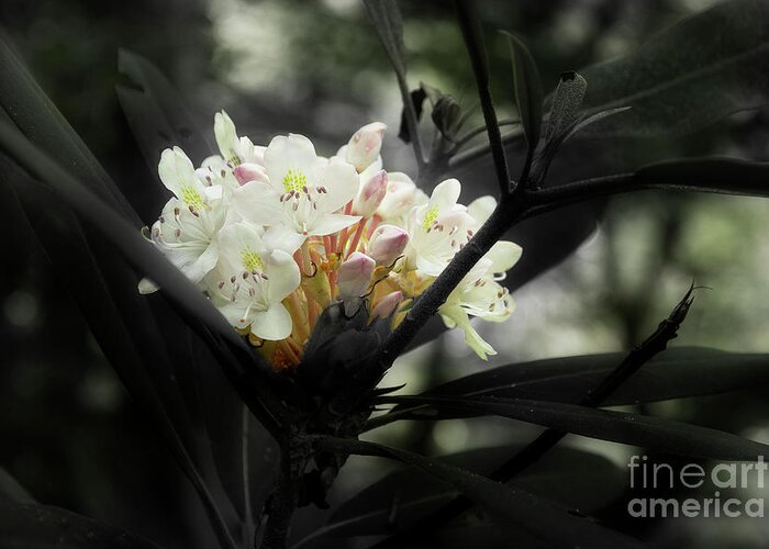 Blooming Rhododendron Greeting Card featuring the photograph Rhododendron Blooms by Mike Eingle