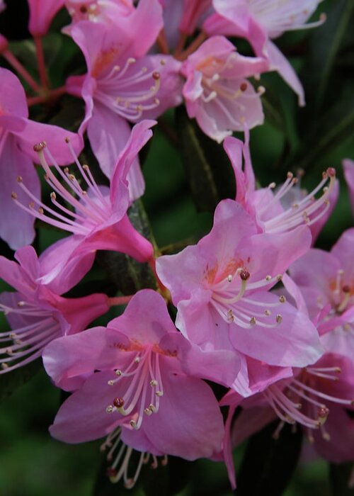 Rhododendron Greeting Card featuring the photograph Rhododendron in the pink by Laddie Halupa
