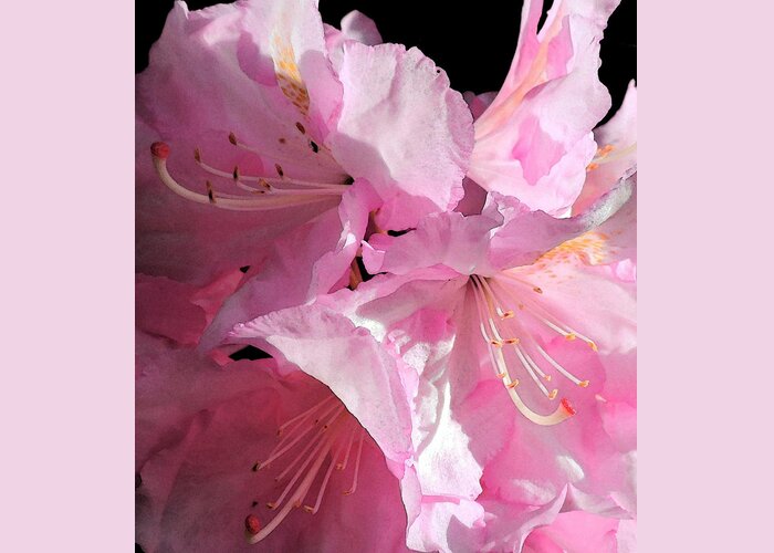 Flora Greeting Card featuring the photograph Rhododendron on Black by Jodie Marie Anne Richardson Traugott     aka jm-ART