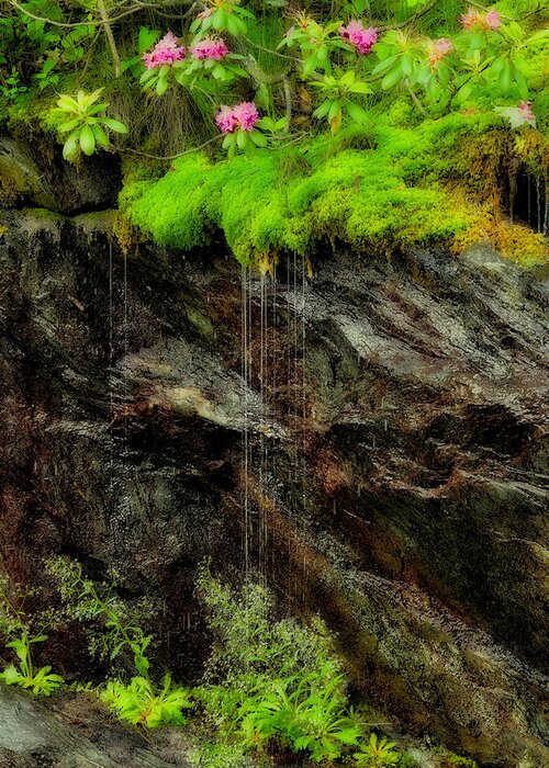 Blue Ridge Parkway Greeting Card featuring the photograph Rhododendron on Wet Cliff Blue Ridge by Dan Carmichael