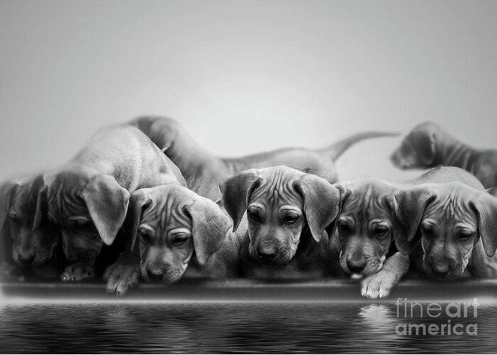 Puppy Greeting Card featuring the photograph Ridgeback Puppies by Mim White