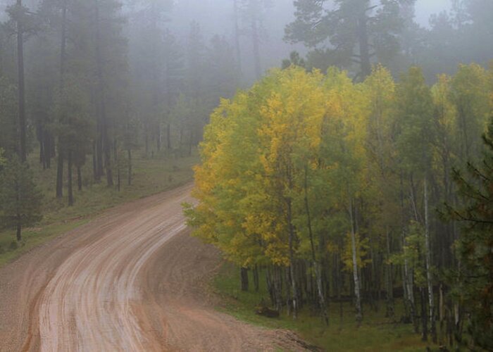 Autumn Greeting Card featuring the photograph Rim Road by Matalyn Gardner