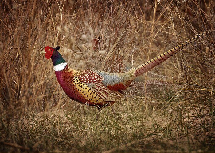 Pheasants Greeting Card featuring the photograph Ring Necked Pheasant by Susan Rissi Tregoning