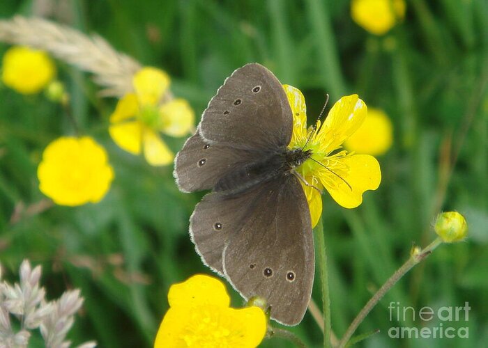 Butterfly Greeting Card featuring the photograph Ringlet Butterfly by Yvonne Johnstone