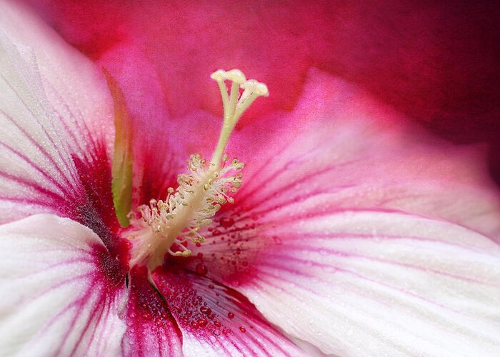 Hibiscus Flower Greeting Card featuring the photograph Misty Sunburst by Marina Kojukhova