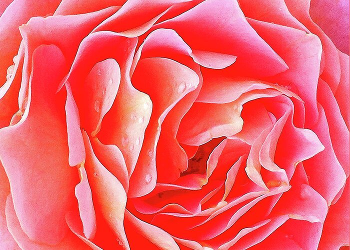 Pink Roses Greeting Card featuring the photograph Ripple Effect 2 by Toni Somes