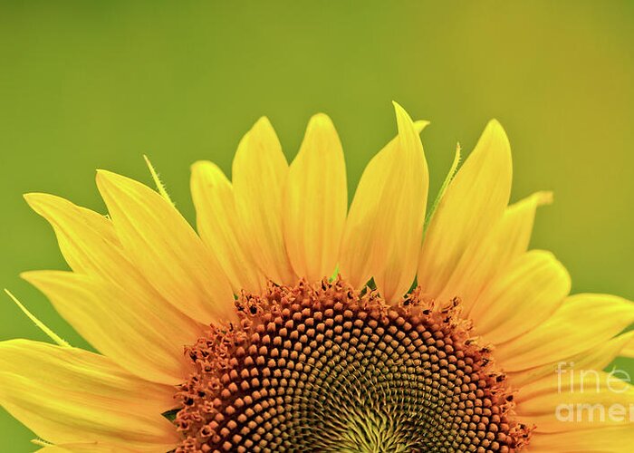 Anderson Sunflower Farm Greeting Card featuring the photograph Rise And Shine by Doug Sturgess