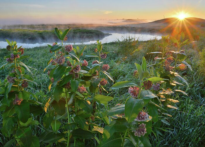 Glacial Park Greeting Card featuring the photograph Rising Sun Backlights Milkweed along Nippersink Creek in Glacial Park by Ray Mathis