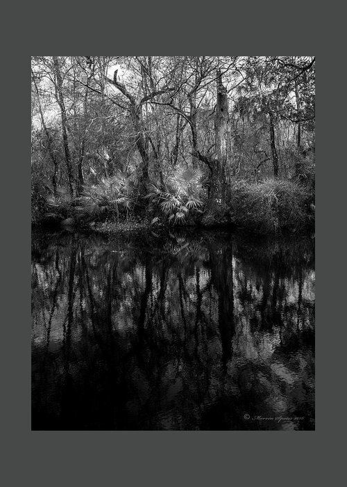Booker Creek Greeting Card featuring the photograph River Bank Palmetto by Marvin Spates