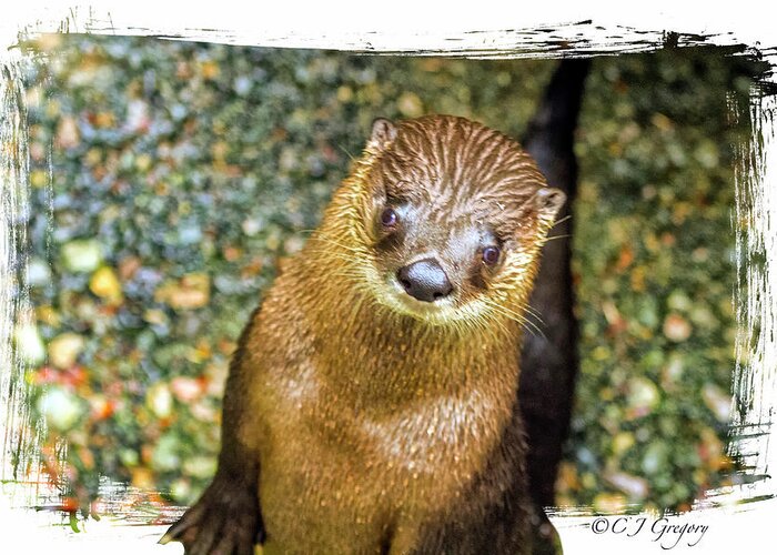 Cape Cod Greeting Card featuring the photograph River Otter 1 by Constantine Gregory