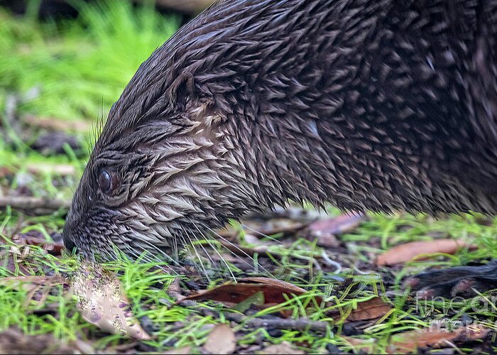 Nature Greeting Card featuring the photograph River Otter Astray by DB Hayes