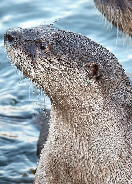 Otter Greeting Card featuring the photograph River Otter Pup by Carl Olsen