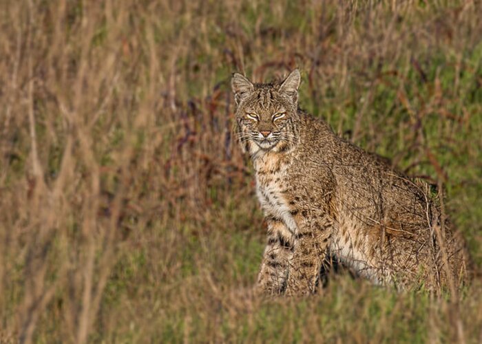 Bobcat Greeting Card featuring the photograph Road Less Traveled by Kevin Dietrich