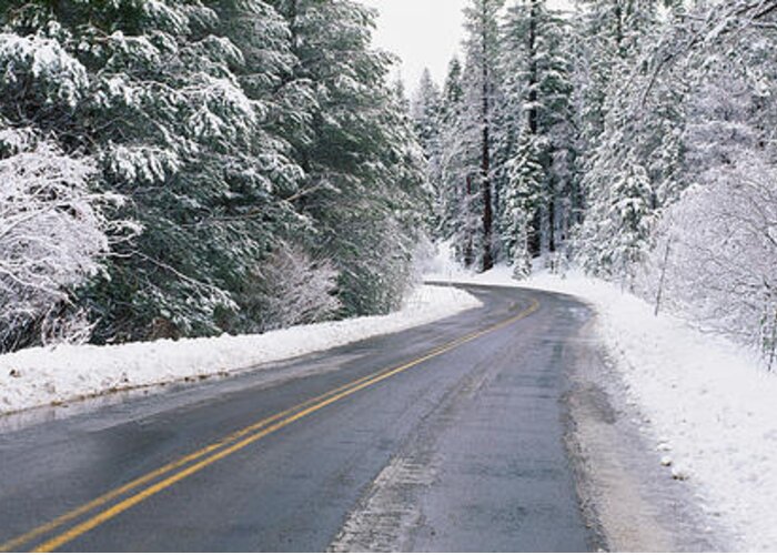 Photography Greeting Card featuring the photograph Road Through Snowy Forest, California by Panoramic Images