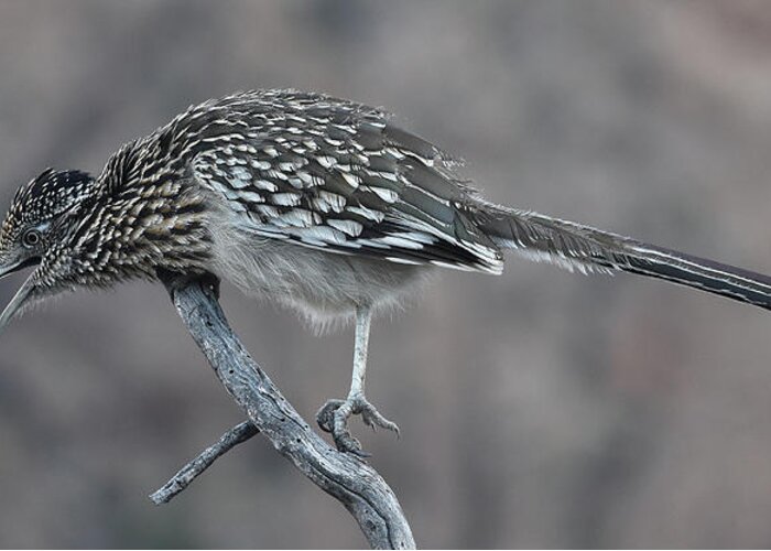 Roadrunner Greeting Card featuring the photograph Roadrunner by Ben Foster