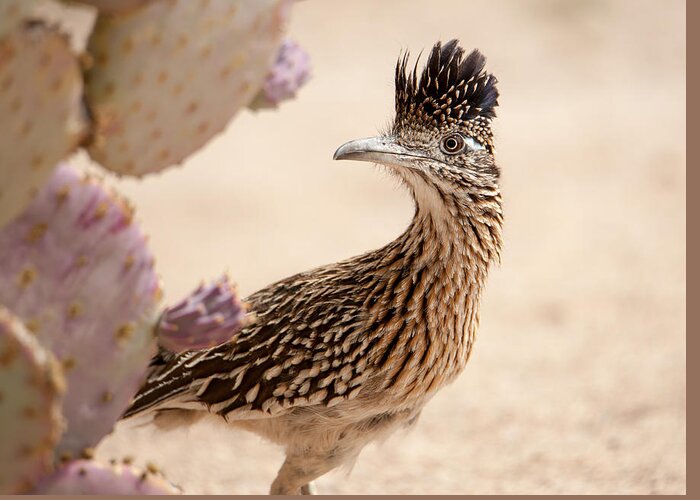 Tucson Greeting Card featuring the photograph Roadrunner by Dan McManus
