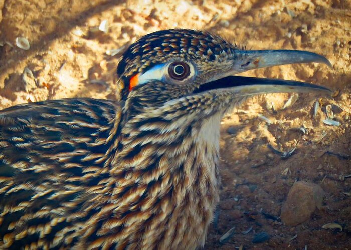 Arizona Greeting Card featuring the photograph Roadrunner Portrait by Judy Kennedy
