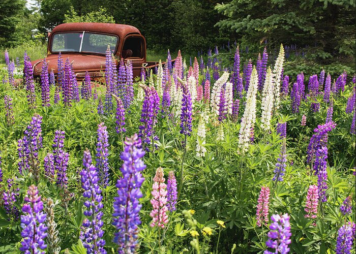 Lupines Greeting Card featuring the photograph Roadside Attraction by Holly Ross