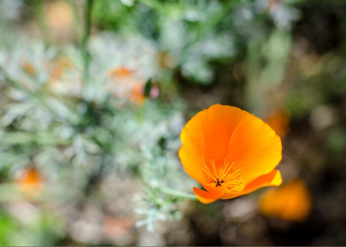 Poppies Greeting Card featuring the photograph Roadside beauty by Tom Potter