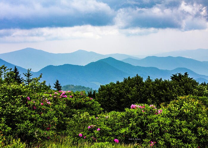 Rhododendrons Greeting Card featuring the photograph Roan Mountain Rhodos by Dale R Carlson