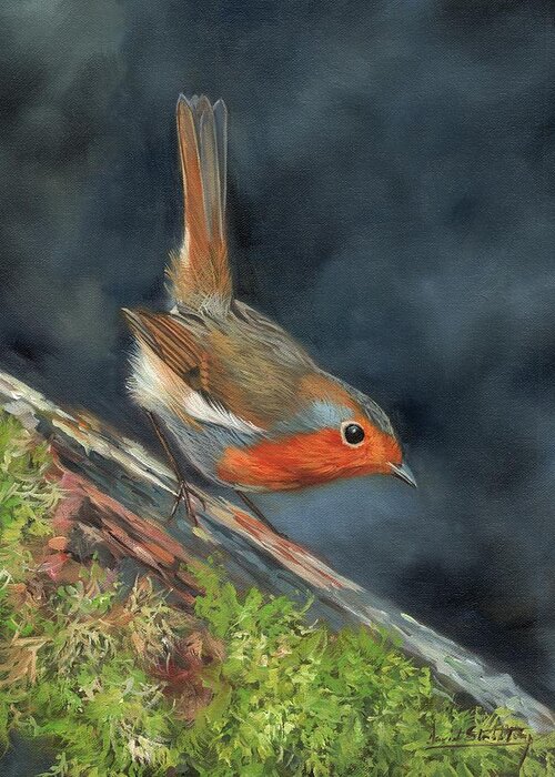 Robin Greeting Card for Sale by David Stribbling