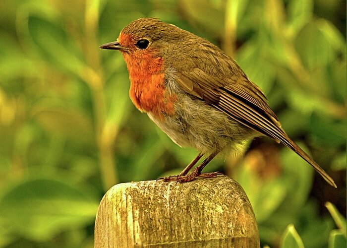 Animals Greeting Card featuring the photograph Robin on a Post by Richard Denyer
