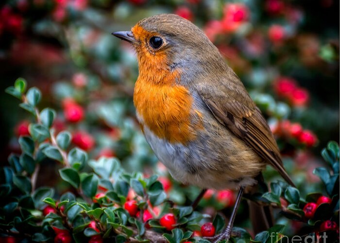 Robin Greeting Card featuring the photograph Robin Redbreast by Adrian Evans