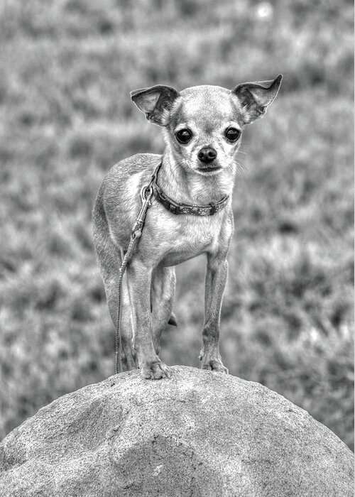 Chihuahua Greeting Card featuring the photograph Rock Star by J Laughlin