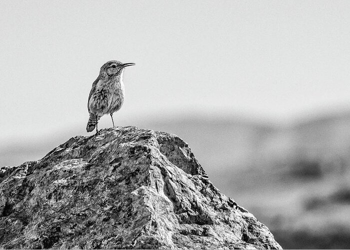 Rock Wren Greeting Card featuring the photograph Rock Wren 2BW by Rick Mosher
