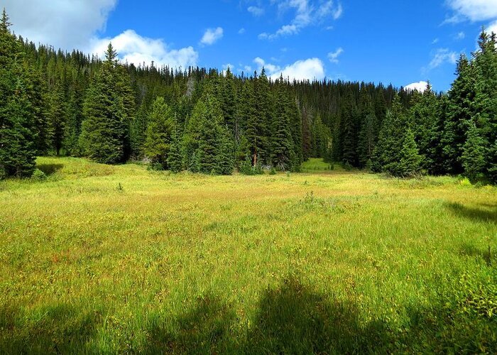 Meadow Greeting Card featuring the photograph Rocky Mountain Meadow by Connor Beekman