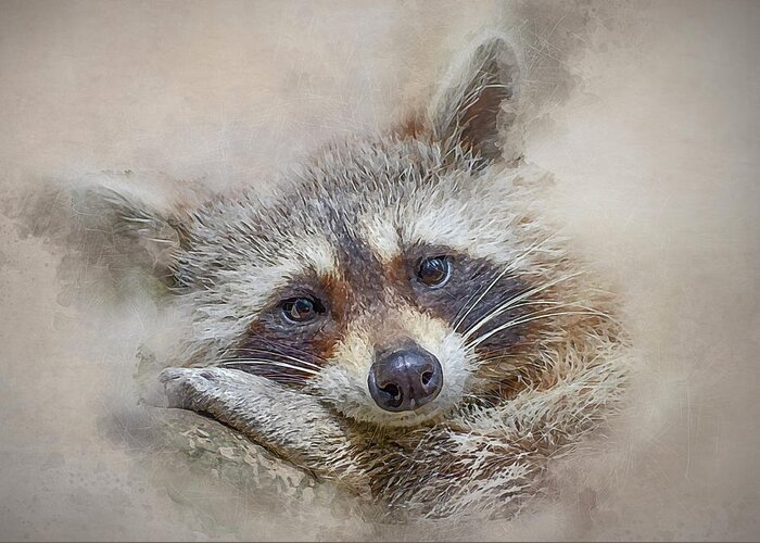 Procyon Lotor Greeting Card featuring the photograph Rocky Raccoon by Brian Tarr