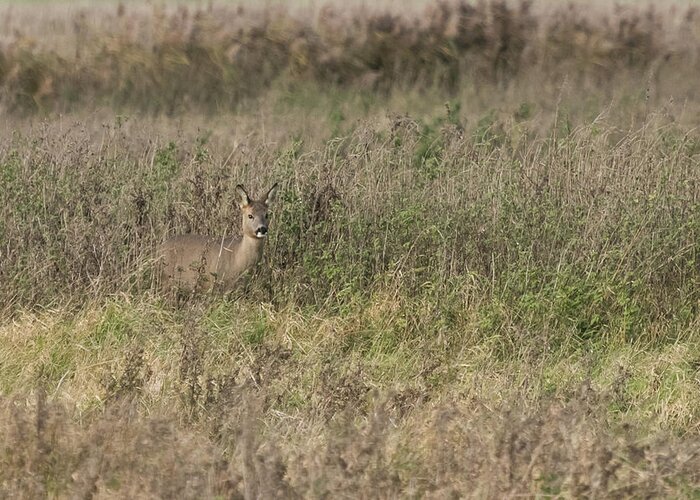 Flyladyphotography-by-wendy-cooper Greeting Card featuring the photograph Roe Deer by Wendy Cooper