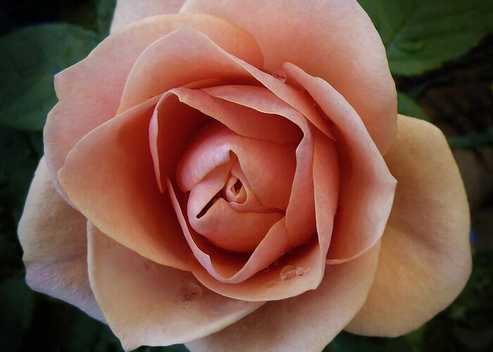 Pink Greeting Card featuring the photograph Romantic Rose by Patricia Strand