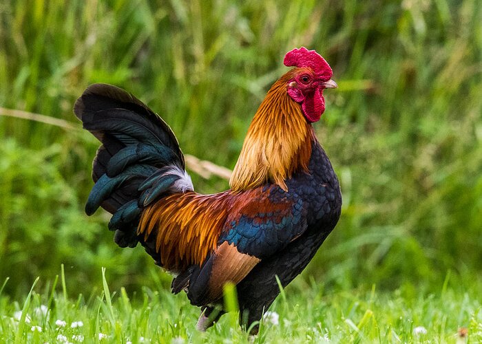 Hen And Chicks Greeting Card featuring the photograph Rooster by Paul Freidlund