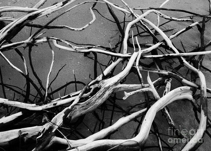 Photo For Sale Greeting Card featuring the photograph Root System by Robert Wilder Jr