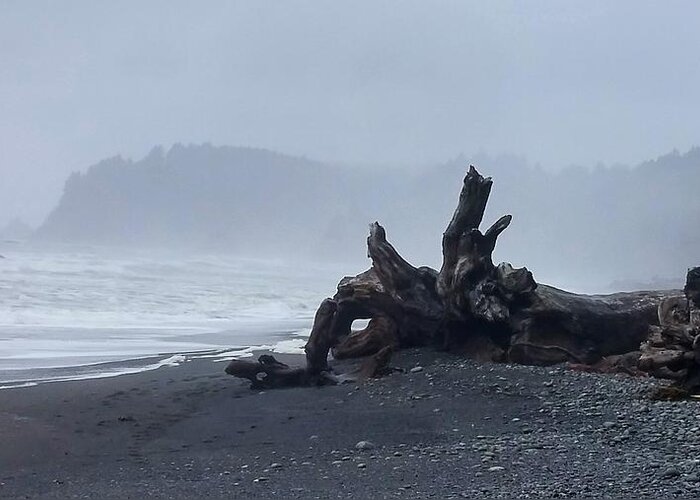 Rialto Beach Greeting Card featuring the photograph Roots Touch Pacific by Alexis King-Glandon