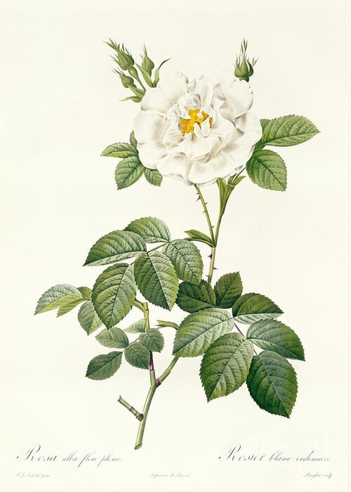 Rosa Greeting Card featuring the drawing Rosa Alba flore pleno by Pierre Joseph Redoute