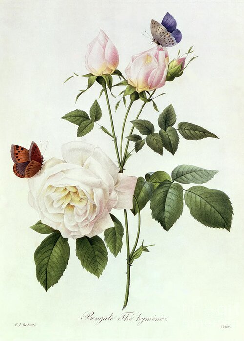 Rosa Greeting Card featuring the painting Rosa Bengale the Hymenes by Pierre Joseph Redoute