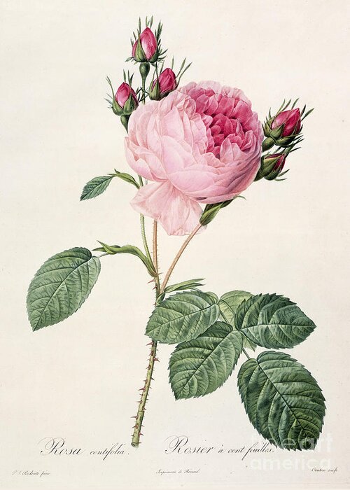 Rosa Greeting Card featuring the drawing Rosa Centifolia by Pierre Joseph Redoute