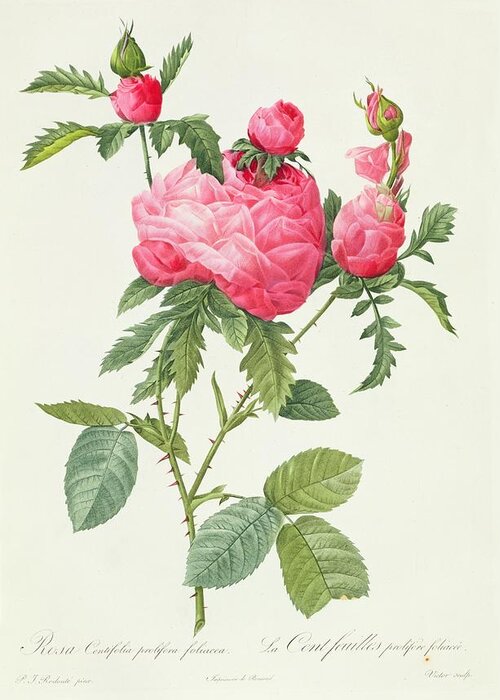 Rosa Centifolia Prolifera Foliacea Greeting Card for Sale by Pierre ...