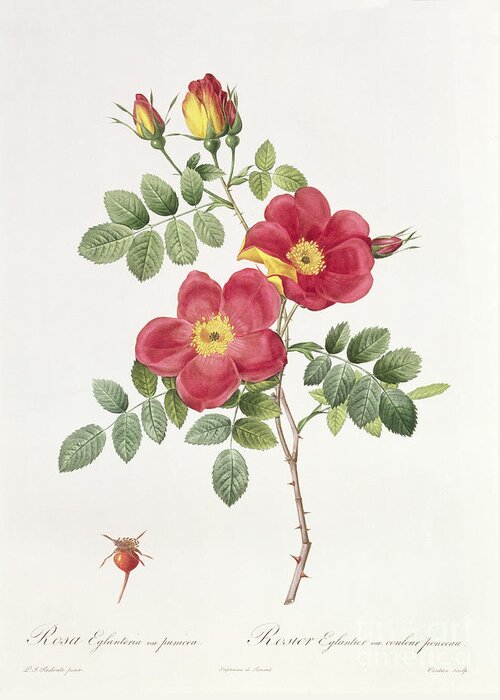 Rosa Greeting Card featuring the drawing Rosa Eglantera Punicea by Pierre Joseph Redoute