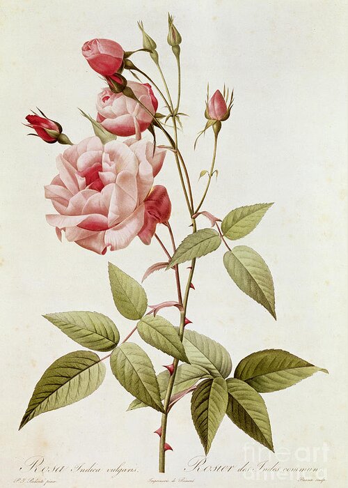 Rosa Greeting Card featuring the painting Rosa Indica Vulgaris by Pierre Joseph Redoute