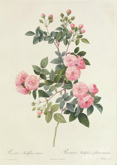 Rosa Greeting Card featuring the drawing Rosa Multiflora Carnea by Pierre Joseph Redoute