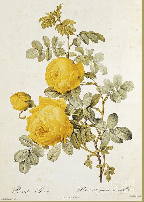 Redoute Greeting Card featuring the painting Rosa Sulfurea, Yellow Rose by Pierre Joseph Redoute