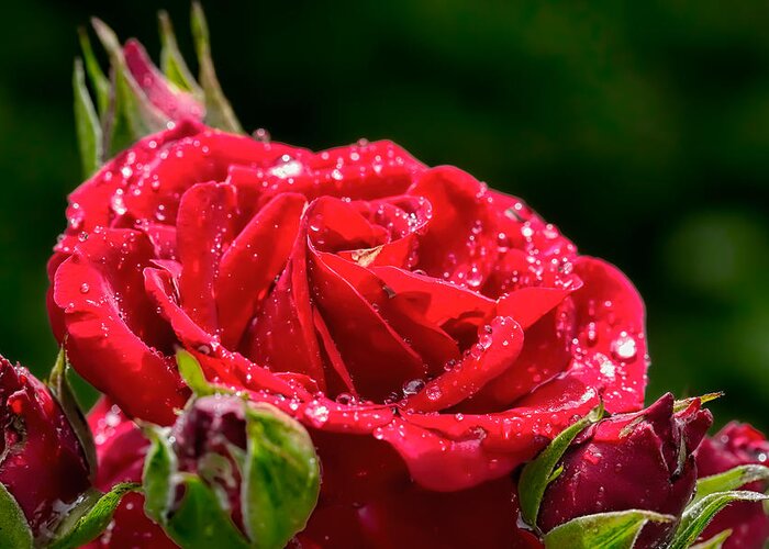 Rose Greeting Card featuring the photograph Rose After Rain by Leif Sohlman